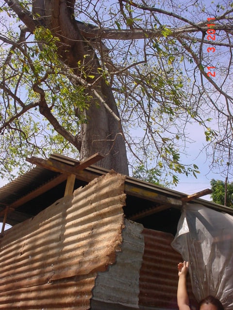 Esta humilde casita podria ser aplastada por enormes ramas al caer